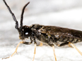 Cladius pilicornis